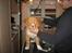 Nova scotia duck tolling retriever Løvmosen´s Red Percy - hvorfor skal jeg bøstes nu gider det ikke.