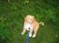Nova scotia duck tolling retriever Løvmosen´s Red Percy - kan ikke lide den snor så gider jeg ikke gå hvis den skal være på.