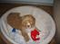 Nova scotia duck tolling retriever Løvmosen´s Red Percy - ligger i min store kurv.
