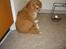 Nova scotia duck tolling retriever Løvmosen´s Red Percy - puha. er lige kommet til mit nye hejm og er lidt forsigtig.