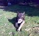 Staffordshire bull terrier Tutzie