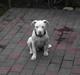 Dogo argentino MØFFE 