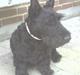 Skotsk terrier Netto