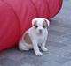 Amerikansk bulldog Dooley