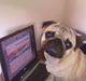 Mops Frede...
