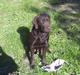 Labrador retriever Buster(væk s. 28/4-2007)