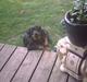 Rottweiler REX