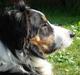Border collie Jock (Targie)