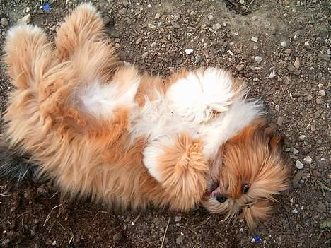 Lhasa apso Lhasa fabricius Leeloo billede 8