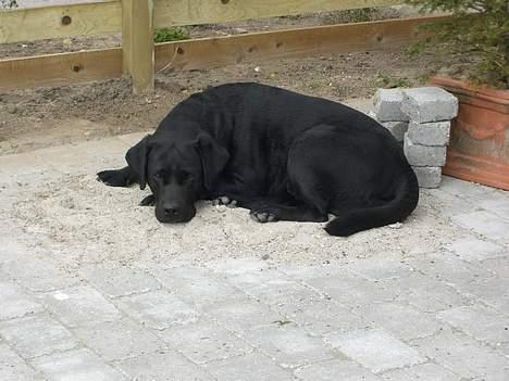 Labrador retriever Balou - Ligger og slapper af hjemme i terassen billede 1