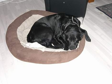 Labrador retriever Balou - Ligger i sin yndlingskurv inde i stuen og feder den, samtidig holder han et vågent øje.. :D billede 2