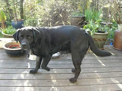 Labrador retriever Balou - Bøøøh..! Taget på fersk gerning... Sådan ser han ud lige inden han begår narrestreger :) billede 3