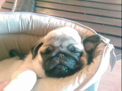 Mops Foxy    R.I.P billede 5