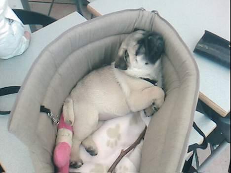 Mops Foxy    R.I.P billede 6