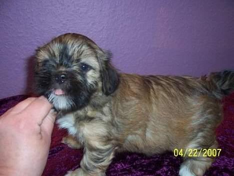 Lhasa apso BECCA,RIP juli 2011 - Det er det sidst nye billed af becca billede 11