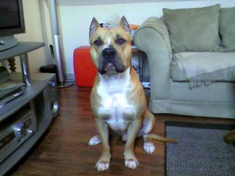Amerikansk staffordshire terrier Tyson *R.I.P* - her er et billede af ham hvor han er blevet lidt ældre :) billede 8