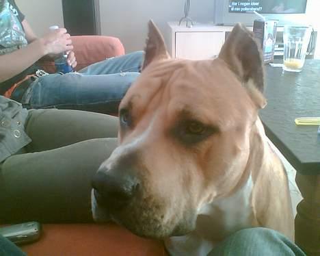 Amerikansk staffordshire terrier Tyson *R.I.P* billede 9