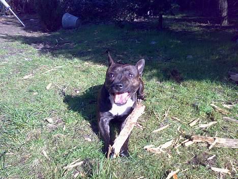 Staffordshire bull terrier Tutzie billede 1