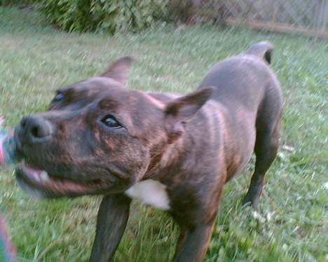 Staffordshire bull terrier Tutzie billede 2