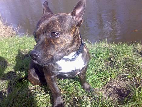 Staffordshire bull terrier Tutzie billede 3