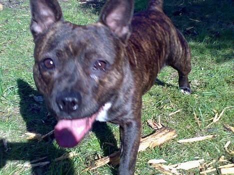 Staffordshire bull terrier Tutzie billede 4