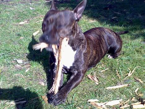 Staffordshire bull terrier Tutzie billede 5