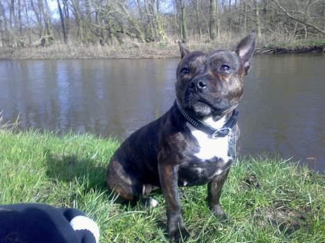 Staffordshire bull terrier Tutzie billede 6