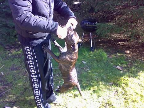 Staffordshire bull terrier Tutzie billede 7