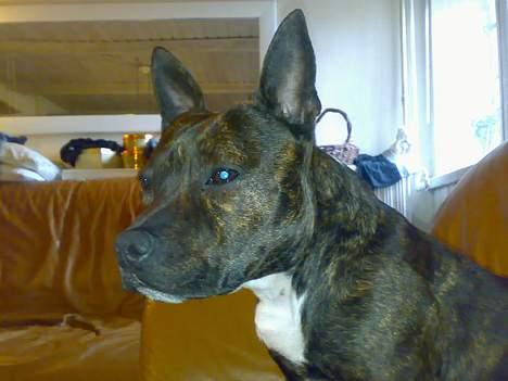 Staffordshire bull terrier Tutzie billede 8
