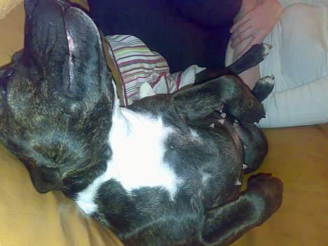 Staffordshire bull terrier Tutzie billede 9