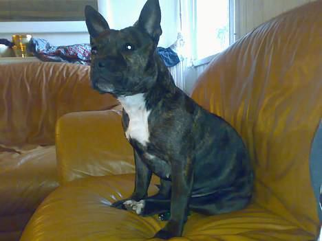 Staffordshire bull terrier Tutzie billede 10