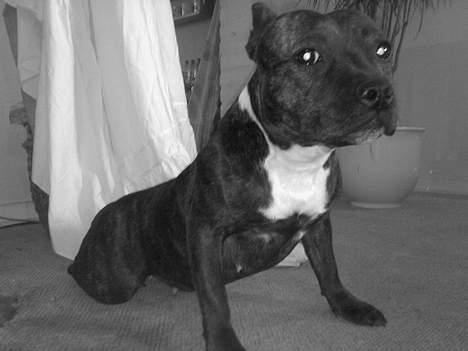 Staffordshire bull terrier Tutzie billede 11