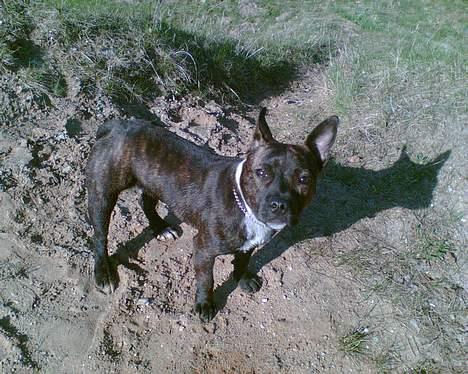 Staffordshire bull terrier Tutzie billede 12