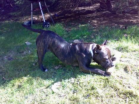 Staffordshire bull terrier Tutzie billede 14