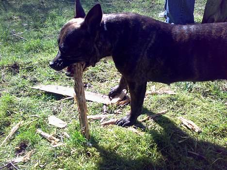 Staffordshire bull terrier Tutzie billede 15