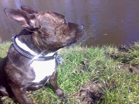 Staffordshire bull terrier Tutzie billede 16