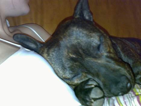 Staffordshire bull terrier Tutzie billede 17