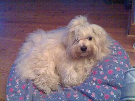 Bichon havanais Jabir's Danés Jalapeno - Aftenhygge. Nu fylder jeg mere på min sækkepude billede 8