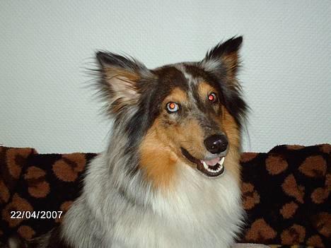 Shetland sheepdog Tulle (Har født 8 hvalpe) - er vi ikke snart færdige, vil nusses nu... billede 6