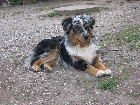 Australian shepherd PaintedMagic Captain Hook - jeg er KONGEN billede 7