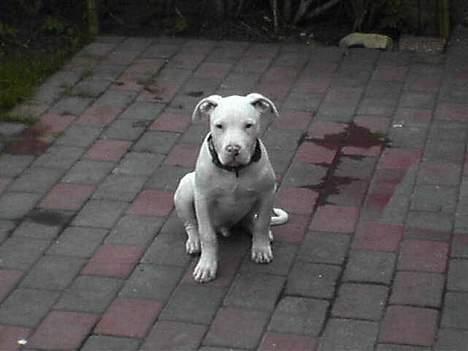 Dogo argentino MØFFE  billede 1