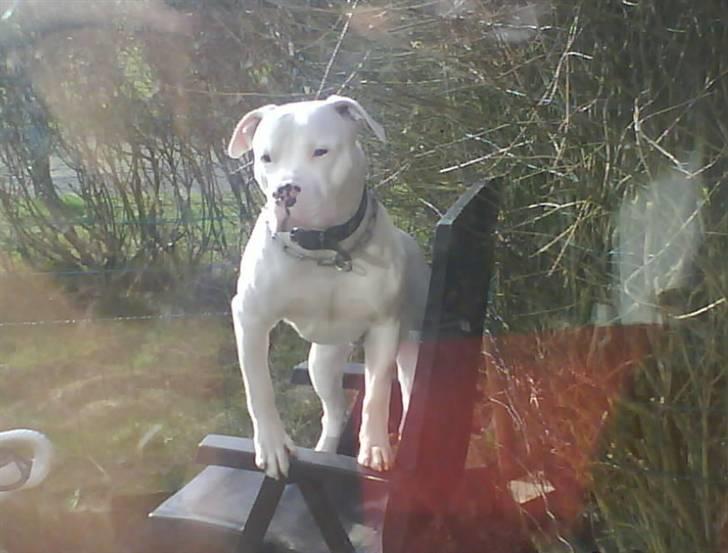 Dogo argentino MØFFE  billede 3