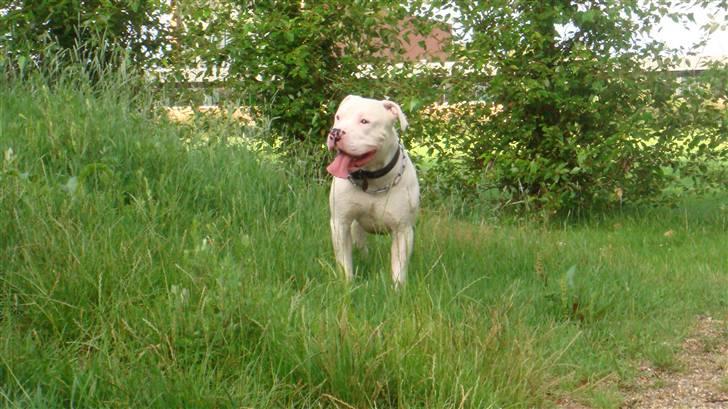 Dogo argentino MØFFE  billede 5