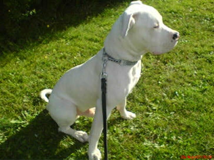 Dogo argentino MØFFE  billede 7