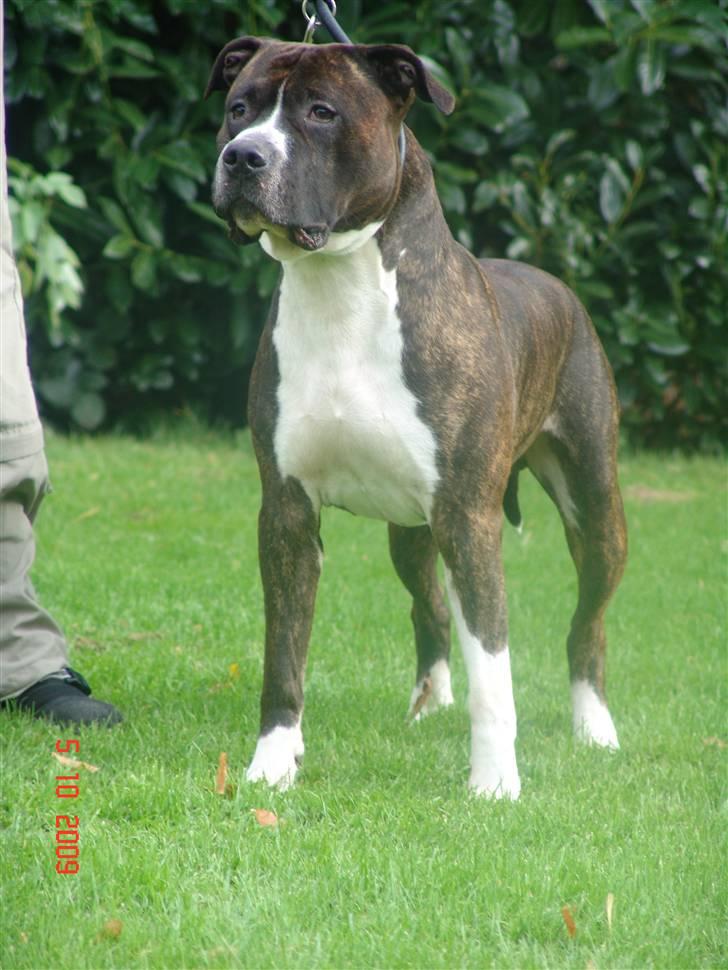 Amerikansk staffordshire terrier Jack (2004-2017)  billede 15