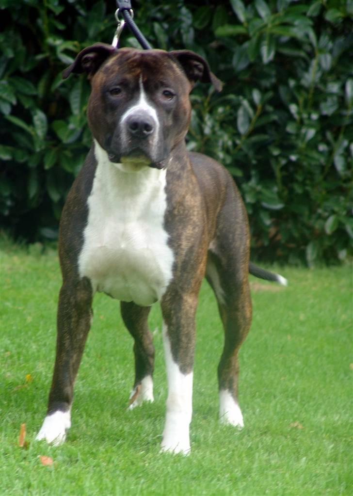 Amerikansk staffordshire terrier Jack (2004-2017)  billede 16