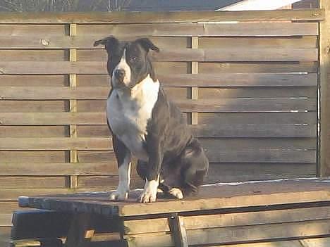 Amerikansk staffordshire terrier Eddie (2005-2018) - eddies far Torro Fervidus (Cody) billede 19