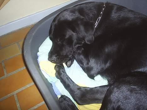 Labrador retriever king ( R.I.P <3 aflivet) - godnat´ min smukke kingse!!! billede 12