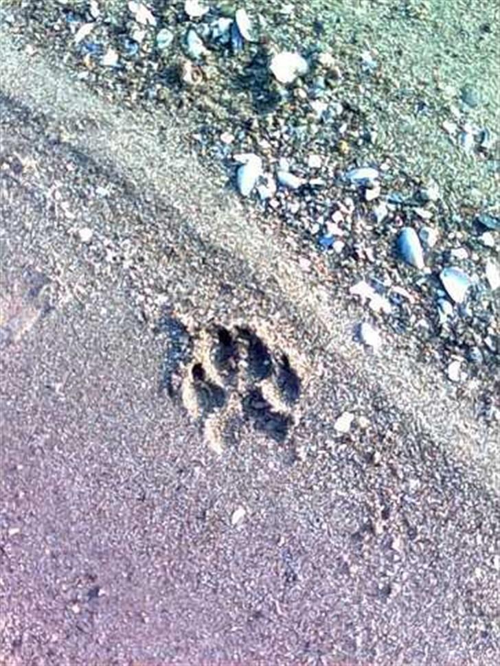 Amerikansk staffordshire terrier Eddie (2005-2018) billede 20