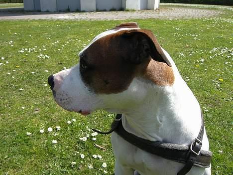 Blanding af racer *Bella*(Mus). R.I.P - Profil... 2007 billede 17